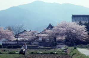 橘寺