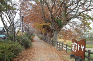 芹川けやき道