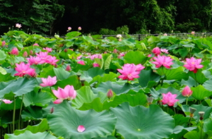 花はす公園