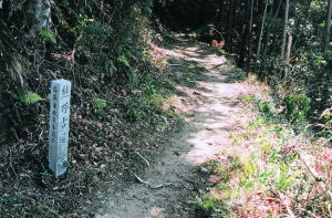 熊野古道