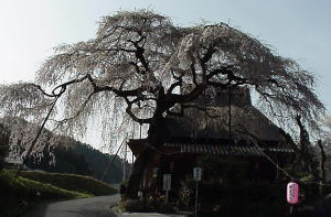 西光寺のしだれ桜