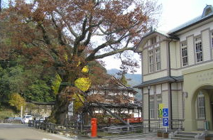 木の根橋