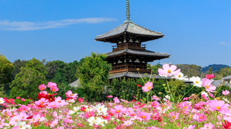 斑鳩町　法起寺