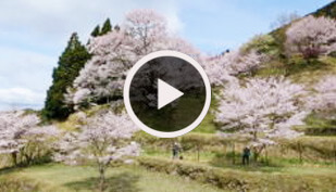 佛隆寺千年桜と又兵衛桜