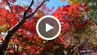 八幡　紅葉巡り